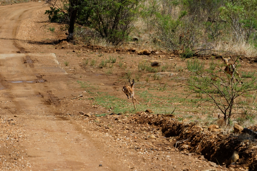 11 - Pilanesberg NP (3).jpg